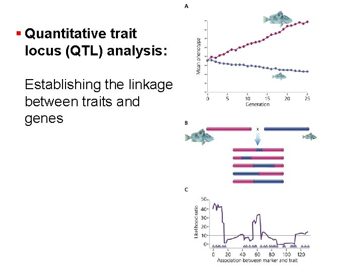 § Quantitative trait locus (QTL) analysis: Establishing the linkage between traits and genes 