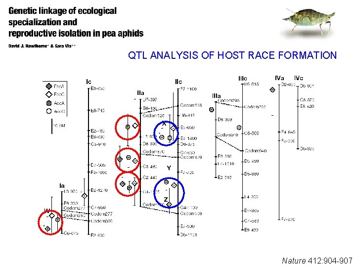 QTL ANALYSIS OF HOST RACE FORMATION Nature 412: 904 -907 
