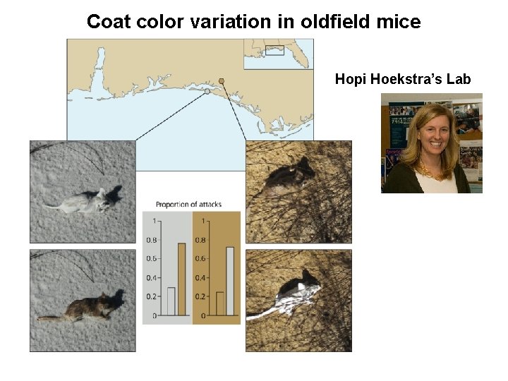 Coat color variation in oldfield mice Hopi Hoekstra’s Lab 