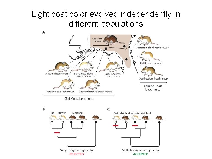 Light coat color evolved independently in different populations 