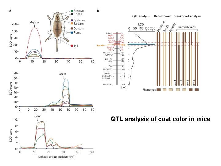 QTL analysis of coat color in mice 