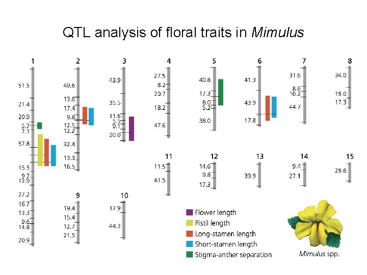 QTL analysis of floral traits in Mimulus 