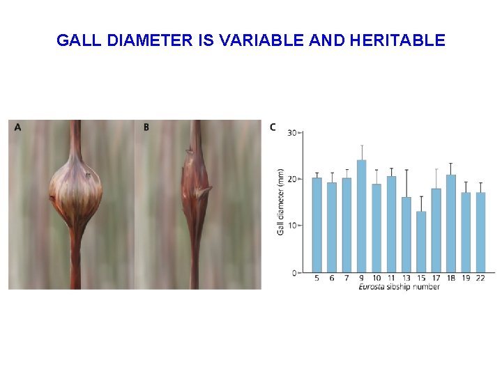 GALL DIAMETER IS VARIABLE AND HERITABLE 