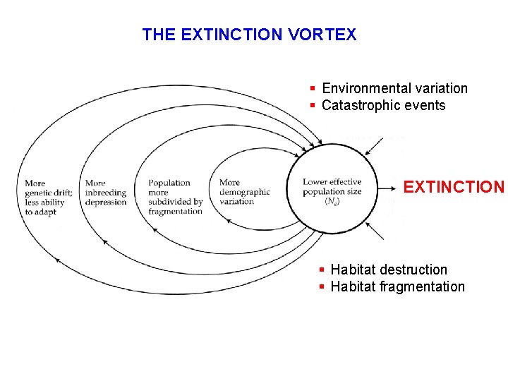 THE EXTINCTION VORTEX § Environmental variation § Catastrophic events EXTINCTION § Habitat destruction §