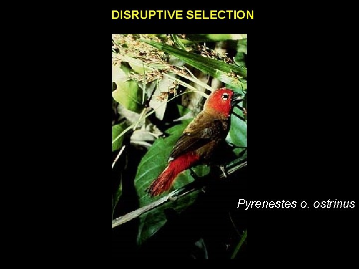 DISRUPTIVE SELECTION Pyrenestes o. ostrinus 