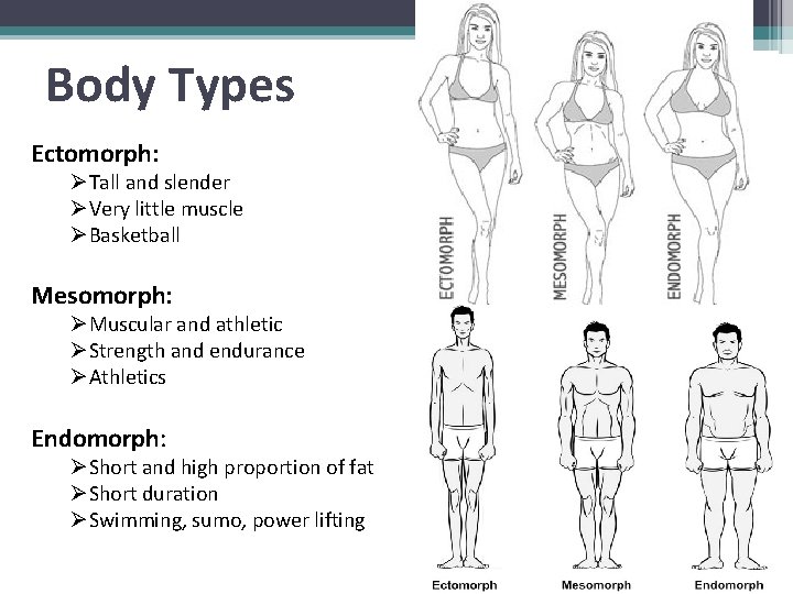 Body Types Ectomorph: ØTall and slender ØVery little muscle ØBasketball Mesomorph: ØMuscular and athletic