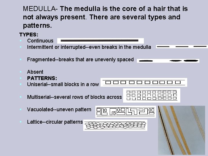 MEDULLA- The medulla is the core of a hair that is not always present.