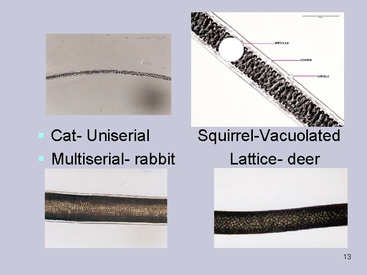 § Cat- Uniserial Squirrel-Vacuolated § Multiserial- rabbit Lattice- deer 13 