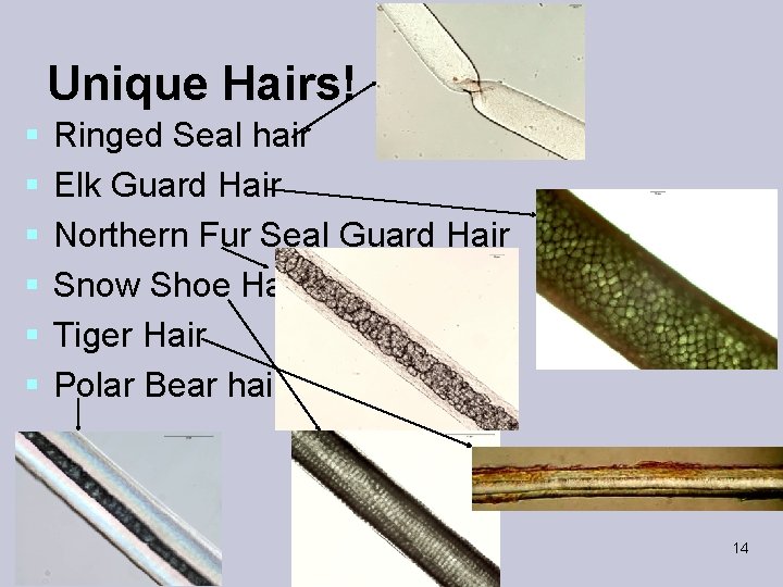 Unique Hairs! § § § Ringed Seal hair Elk Guard Hair Northern Fur Seal