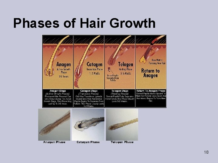 Phases of Hair Growth 18 