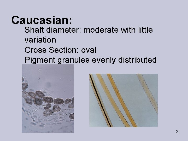 Caucasian: Shaft diameter: moderate with little variation Cross Section: oval Pigment granules evenly distributed