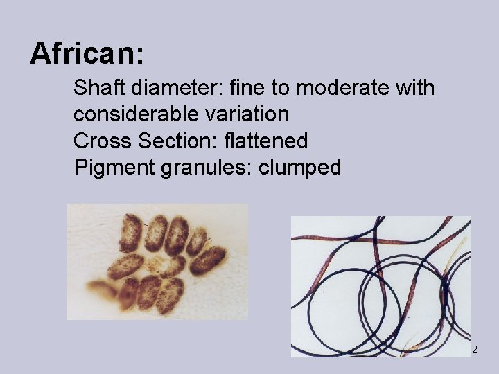 African: Shaft diameter: fine to moderate with considerable variation Cross Section: flattened Pigment granules: