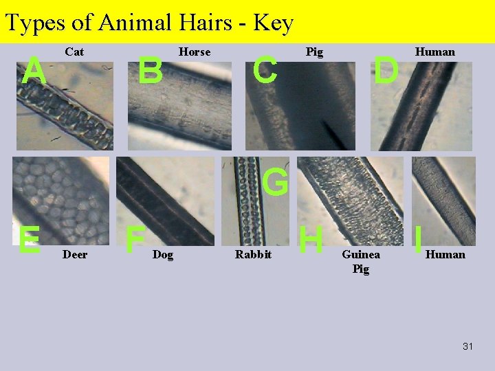 Types of Animal Hairs - Key A Cat B Horse C Pig D Human
