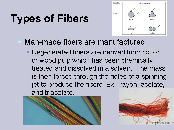 Types of Fibers § Man-made fibers are manufactured. § Regenerated fibers are derived from