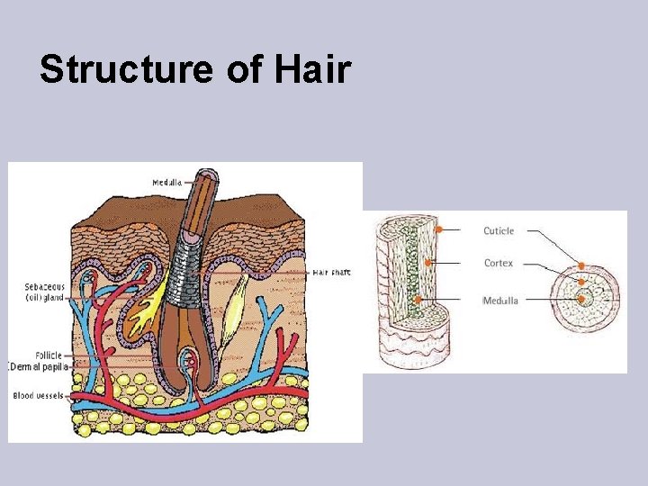 Structure of Hair 