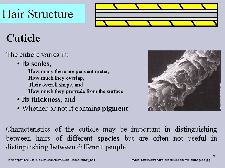 Hair Structure Cuticle The cuticle varies in: • Its scales, How many there are