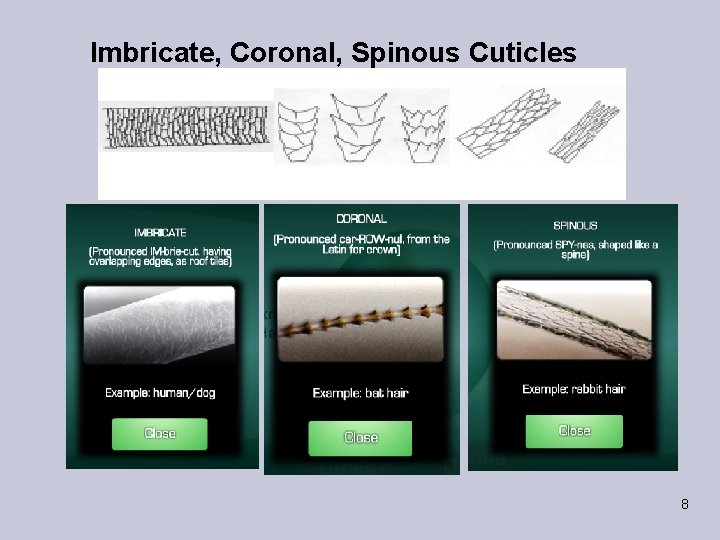 Imbricate, Coronal, Spinous Cuticles 8 