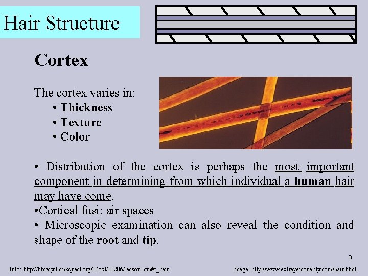 Hair Structure Cortex The cortex varies in: • Thickness • Texture • Color •