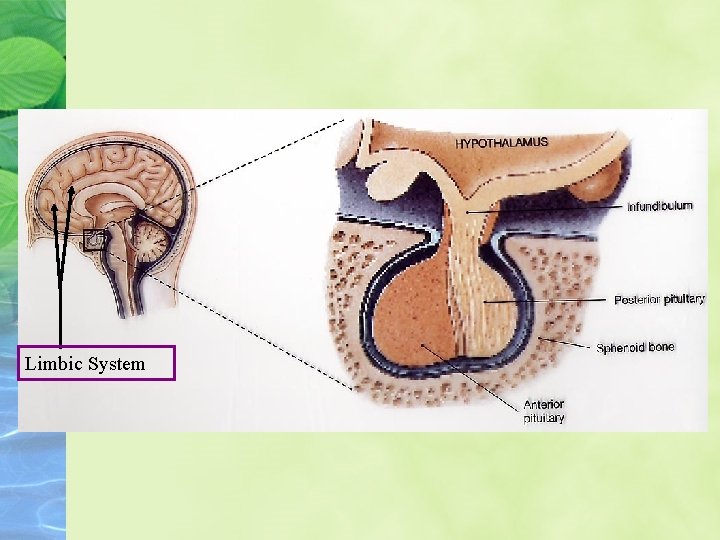 Limbic System 