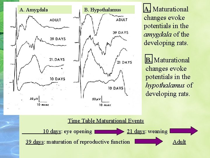 A. Amygdala A. Maturational changes evoke potentials in the amygdala of the developing rats.