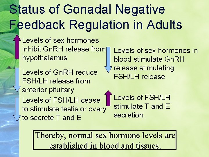 Status of Gonadal Negative Feedback Regulation in Adults Levels of sex hormones inhibit Gn.