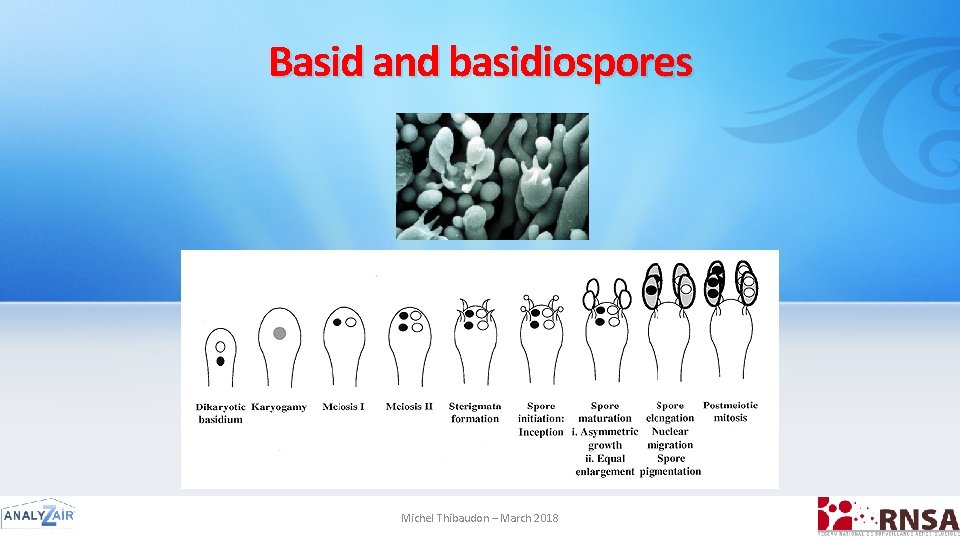 Basid and basidiospores Michel Thibaudon – March 2018 