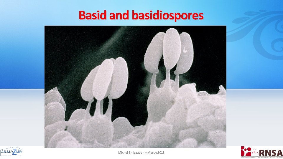 Basid and basidiospores Michel Thibaudon – March 2018 