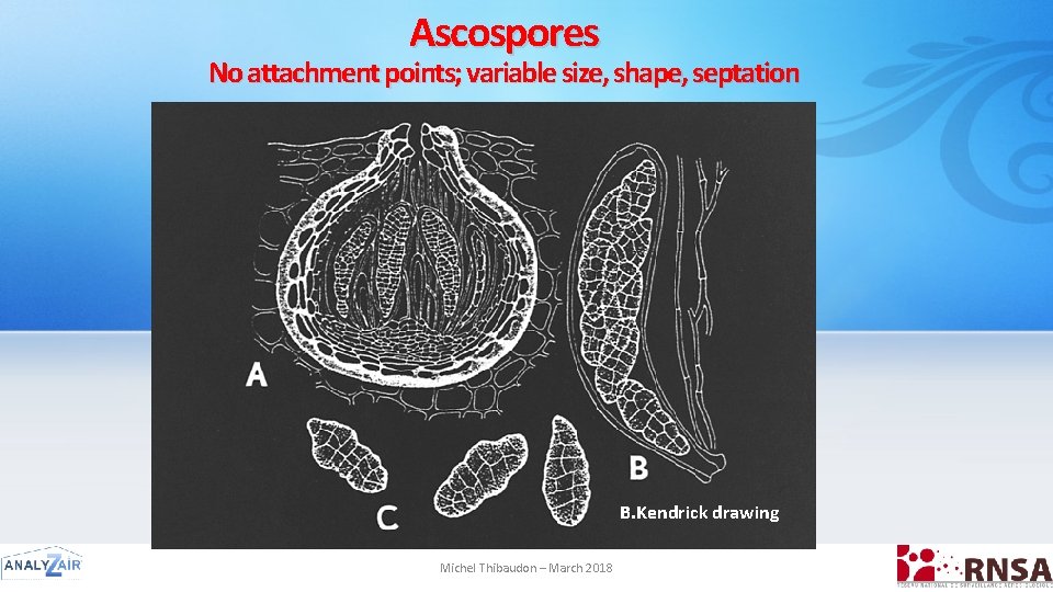 Ascospores No attachment points; variable size, shape, septation B. Kendrick drawing Michel Thibaudon –