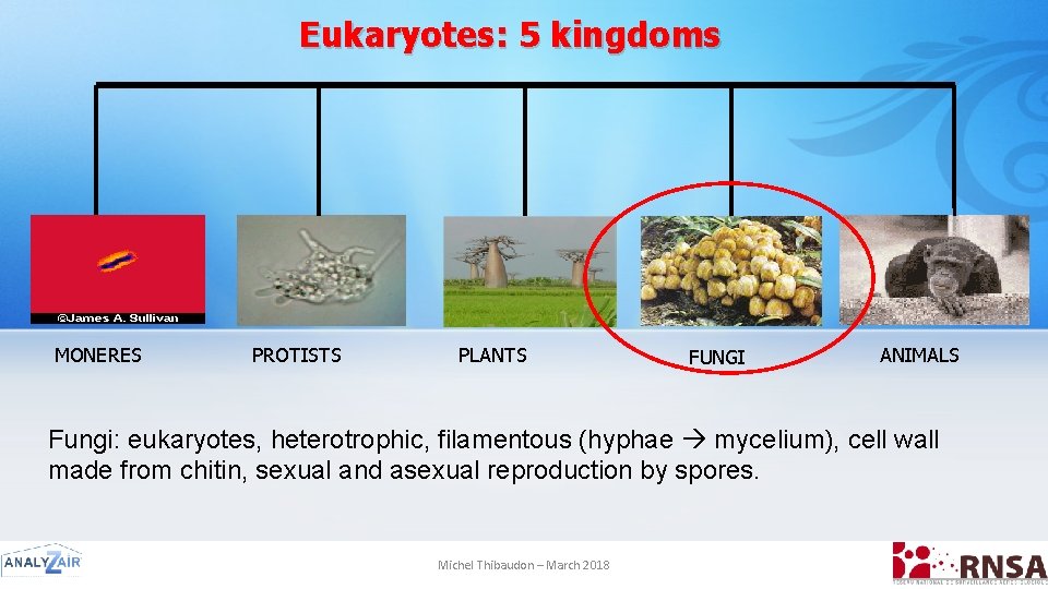 Eukaryotes: 5 kingdoms MONERES PROTISTS PLANTS FUNGI ANIMALS Fungi: eukaryotes, heterotrophic, filamentous (hyphae mycelium),