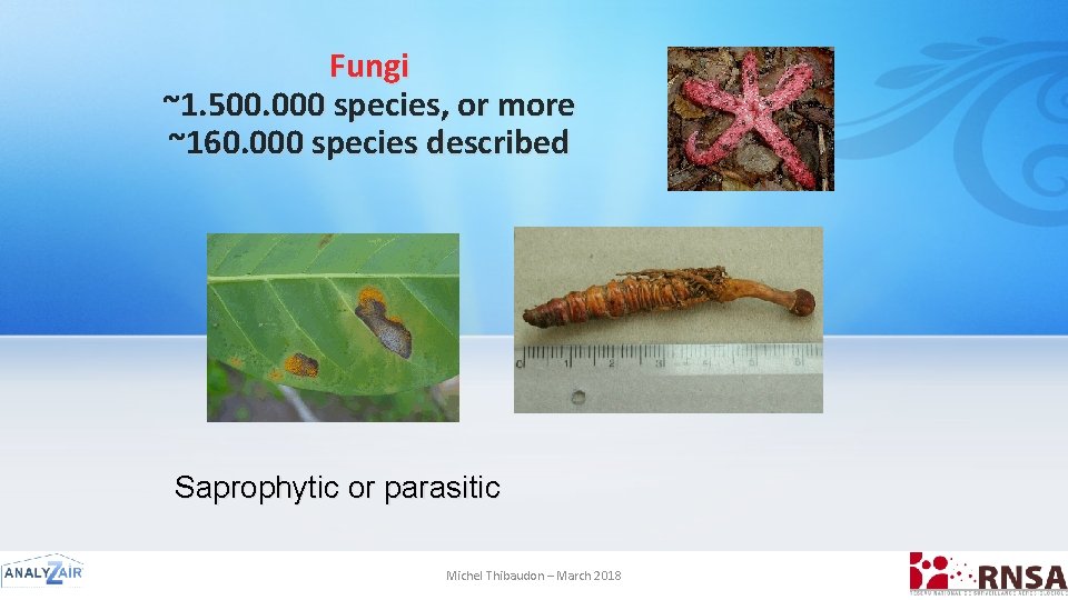 Fungi ~1. 500. 000 species, or more ~160. 000 species described Saprophytic or parasitic