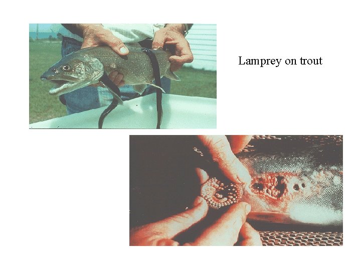 Lamprey on trout 