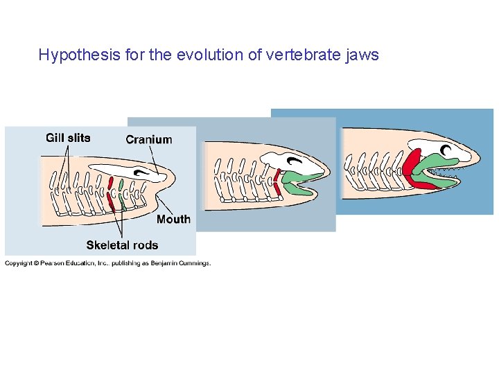 Hypothesis for the evolution of vertebrate jaws 
