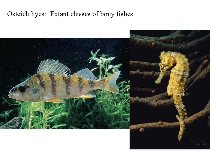 Osteichthyes: Extant classes of bony fishes 