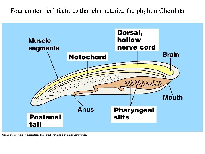 Four anatomical features that characterize the phylum Chordata 