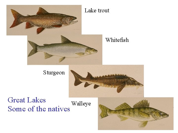 Lake trout Whitefish Sturgeon Great Lakes Walleye Some of the natives 