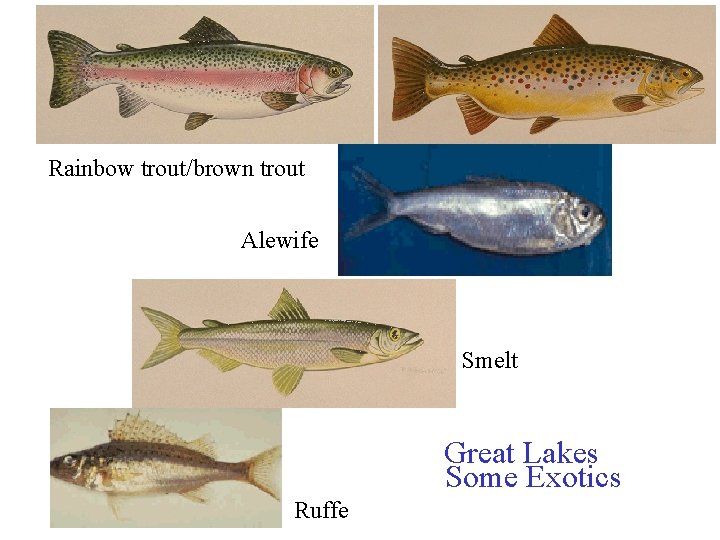 Rainbow trout/brown trout Alewife Smelt Great Lakes Some Exotics Ruffe 