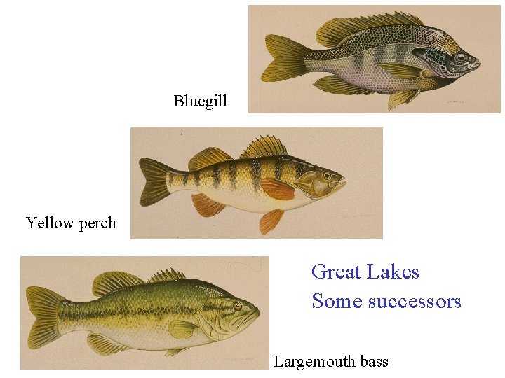 Bluegill Yellow perch Great Lakes Some successors Largemouth bass 