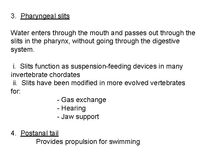 3. Pharyngeal slits Water enters through the mouth and passes out through the slits