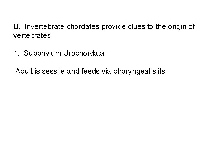 B. Invertebrate chordates provide clues to the origin of vertebrates 1. Subphylum Urochordata Adult