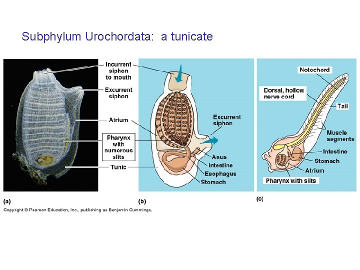 Subphylum Urochordata: a tunicate 