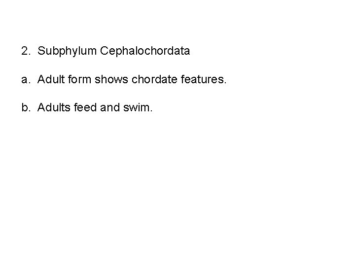 2. Subphylum Cephalochordata a. Adult form shows chordate features. b. Adults feed and swim.