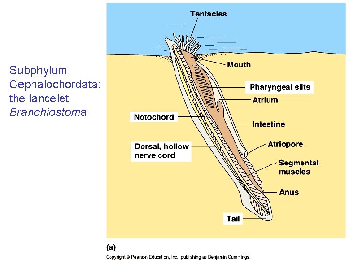 Subphylum Cephalochordata: the lancelet Branchiostoma 