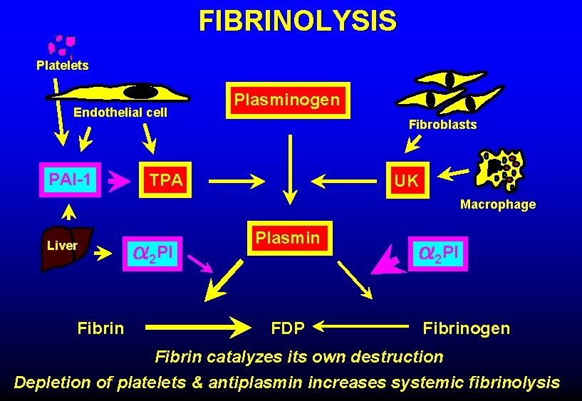 FIBRINOLYSIS Platelets Endothelial cell PAI-1 Plasminogen Fibroblasts TPA UK Macrophage Liver Fibrin 2 PI