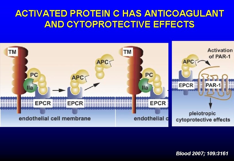 ACTIVATED PROTEIN C HAS ANTICOAGULANT AND CYTOPROTECTIVE EFFECTS Blood 2007; 109: 3161 