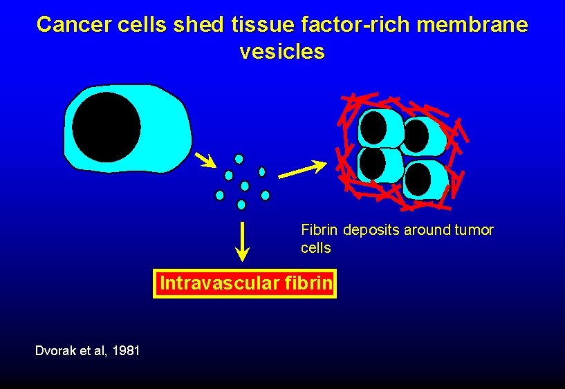 Cancer cells shed tissue factor-rich membrane vesicles Fibrin deposits around tumor cells Intravascular fibrin