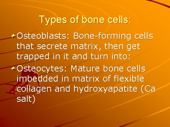 Types of bone cells: Osteoblasts: Bone-forming cells that secrete matrix, then get trapped in