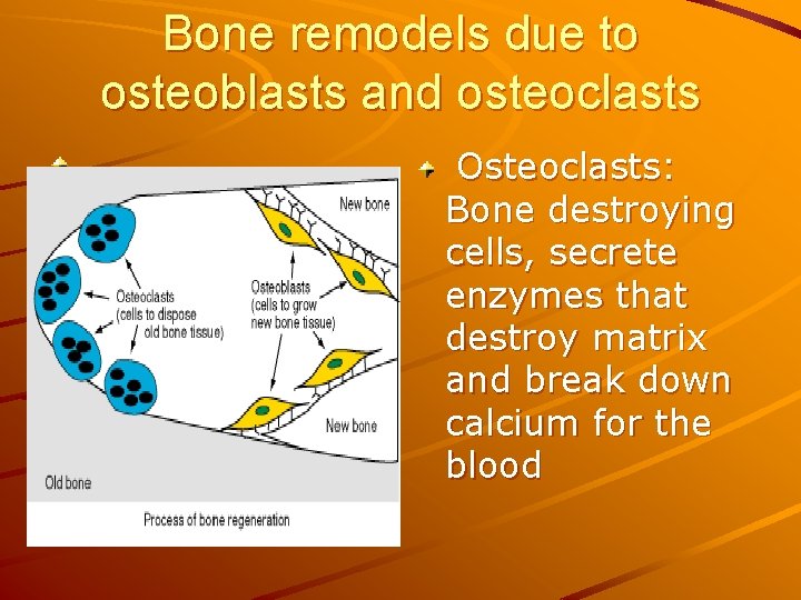 Bone remodels due to osteoblasts and osteoclasts Osteoclasts: Bone destroying cells, secrete enzymes that