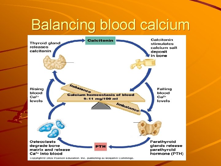 Balancing blood calcium 