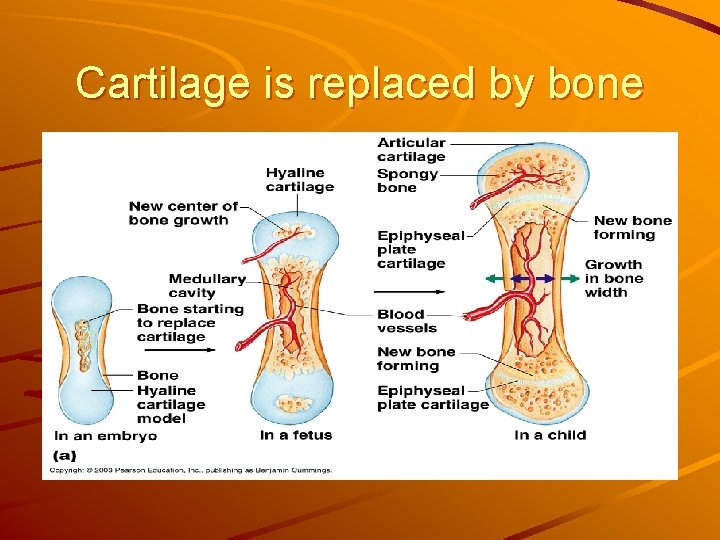 Cartilage is replaced by bone 