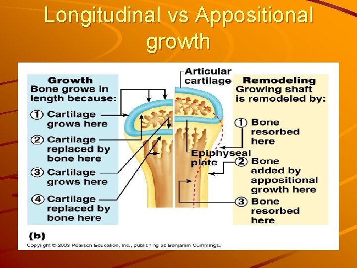 Longitudinal vs Appositional growth 